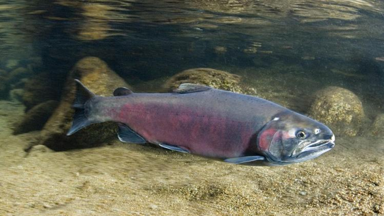 Coho salmon