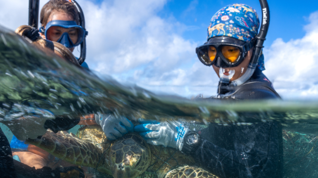 The Papahānaumokuākea Marine Debris Project (PMDP) team disentangled four Hawaiian green sea turtles, 2024.  ermit # - PMNM-2024-003.