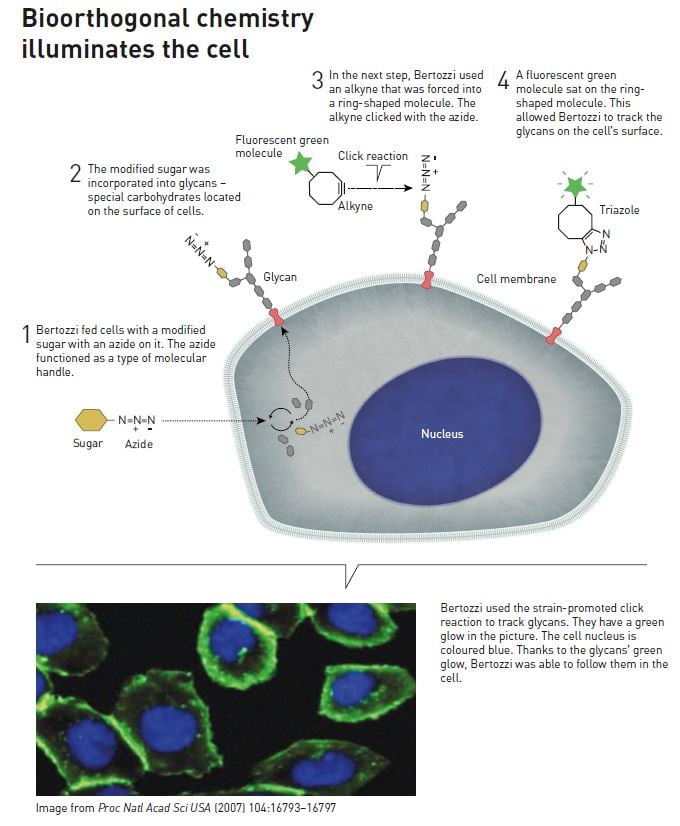 Bioorthogonal chemistry