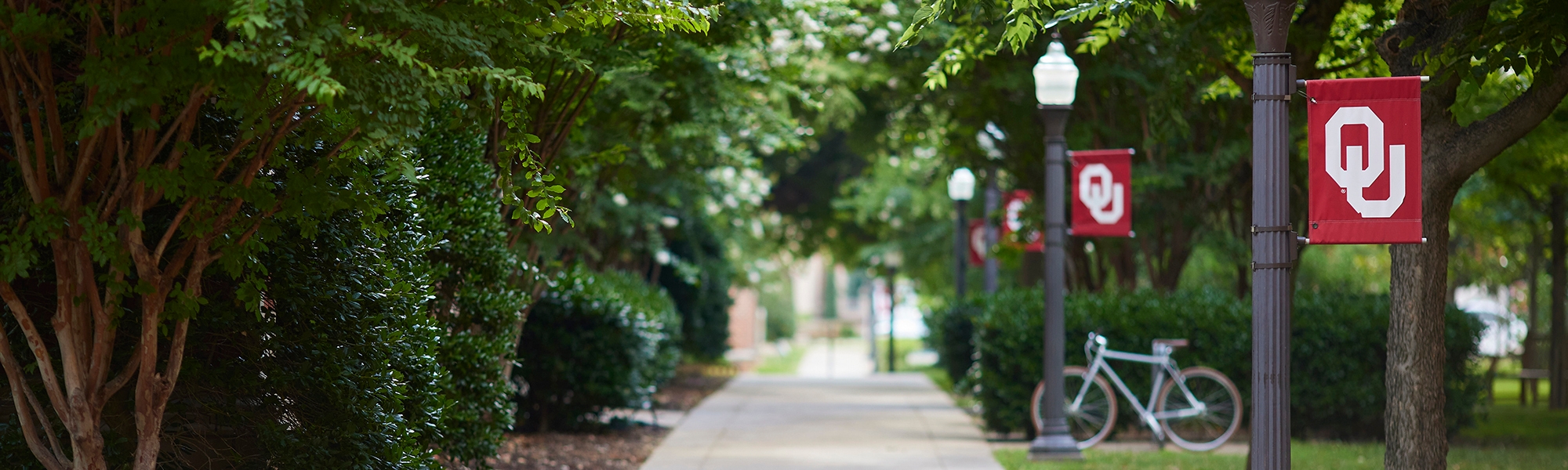 A walkway on the University of Oklahoma Norman campus, surrounded by trees and lampposts with OU flags.