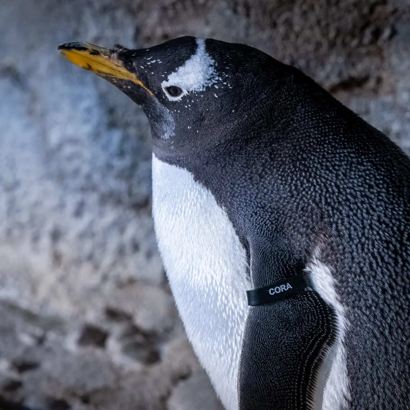 Gentoo penguin standing next to a rock wall.