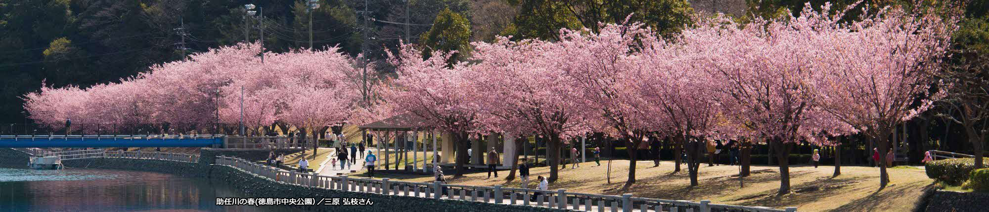 助任川の春（徳島市中央公園）撮影 三原 弘枝さん