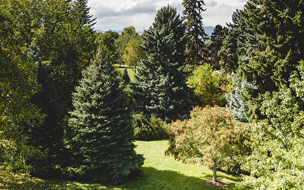 aerial view of trees on northwest denver campus