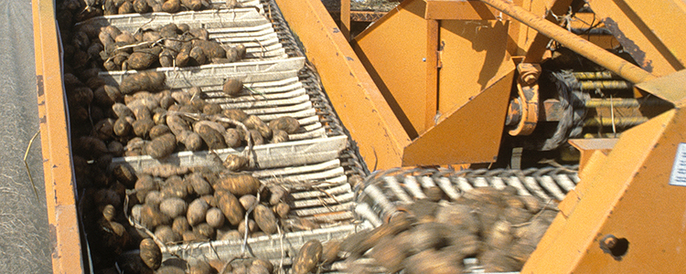 Harvested potatoes in machine 