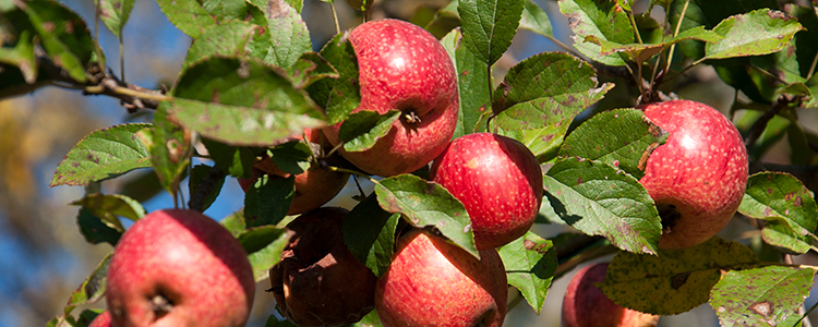 Apple trees