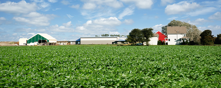 Soybean field and houses in the background