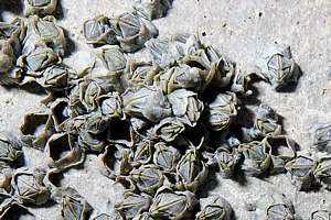 closeup of sheet barnacle Elminius modestus