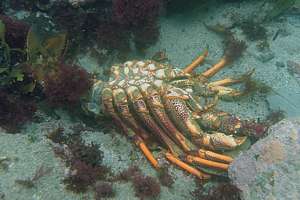 moult of red rocklobster (Jasus edwardsii)