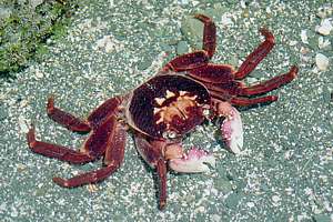 purple shore crab Leptograpsus variegatus