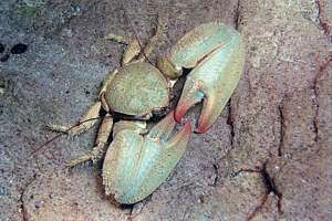 mature porcelain crab (Petrolisthes elongatus)