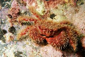 the NZ bristle crab (Pilumnus novaezelandiae)