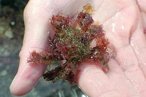 lesser decorator crab (Notomithrax ursus)