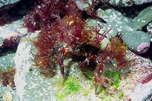 lesser decorator crab (Notomithrax ursus)