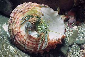 NZ hermit crab (Pagurus novaezelandiae)