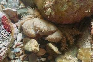 hairy crab (Pilumnus lumpinus) [papaka