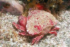 male triangle crab (Eurynolambrus australis)