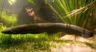 electric eel