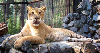 860_hybrid_animals_liger.png