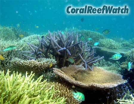 photo: CoralReefWatch Team