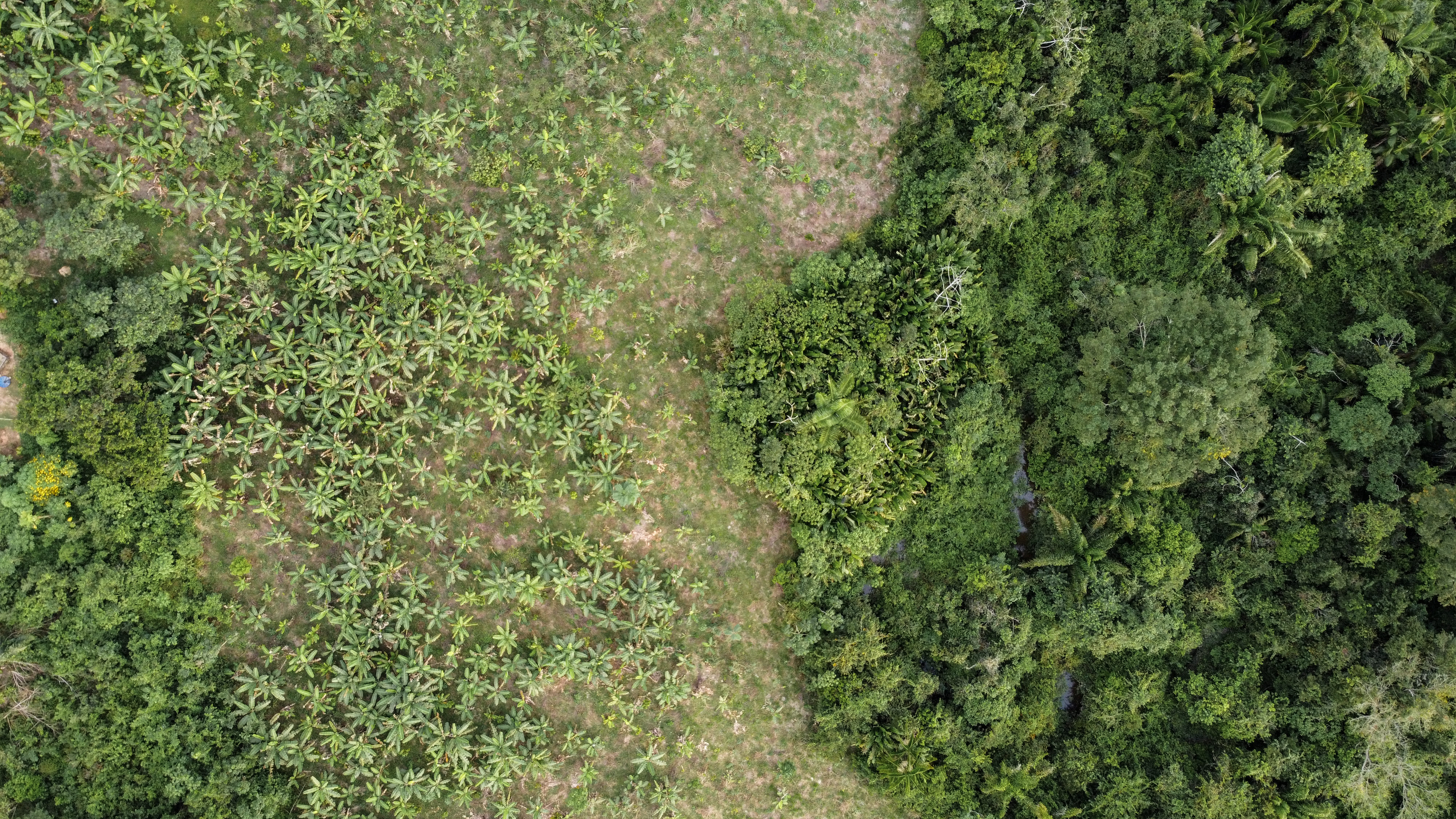 Mulheres Cacau Floresta