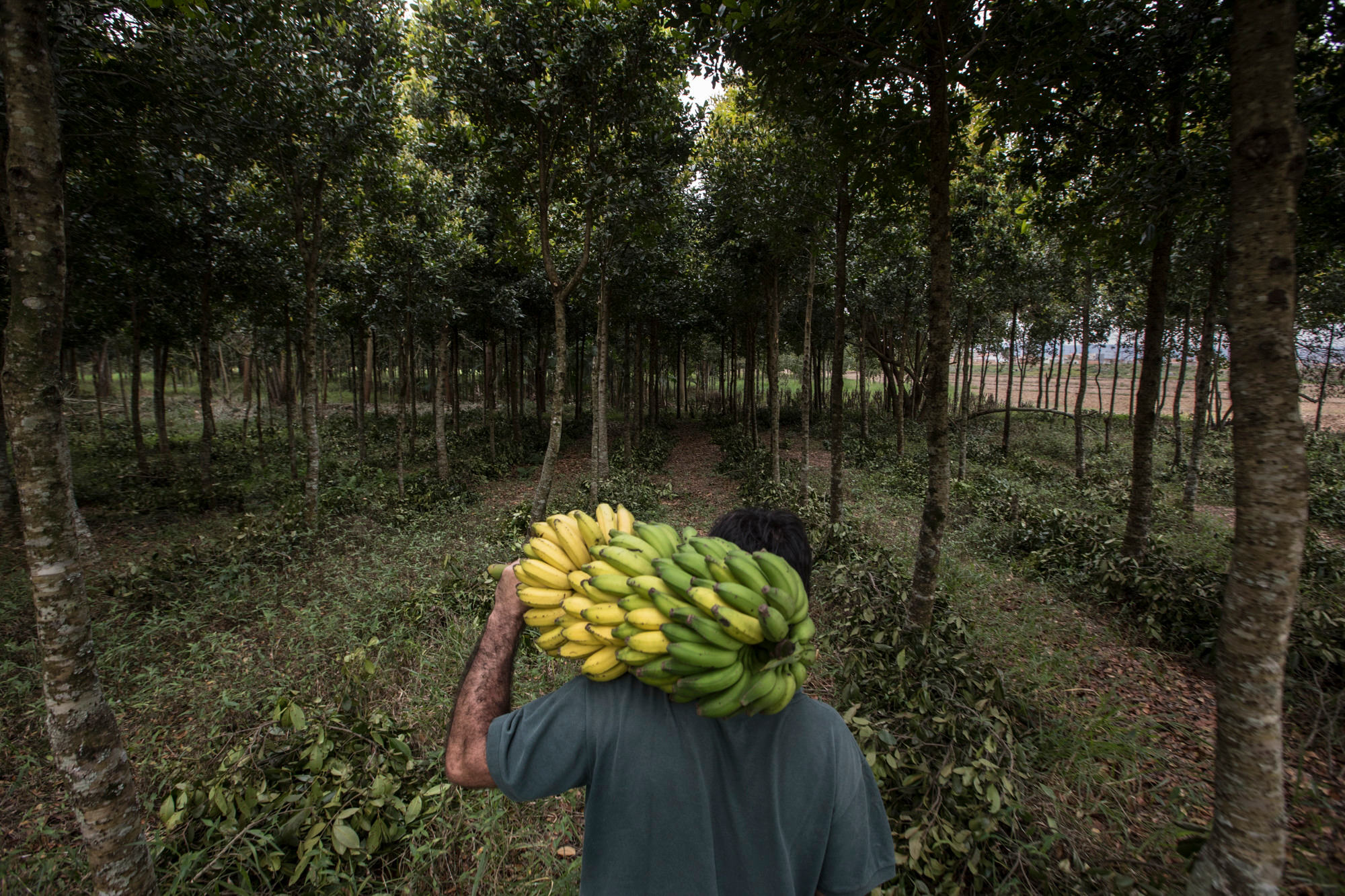 Agrofloresta no Vale do Paraíba