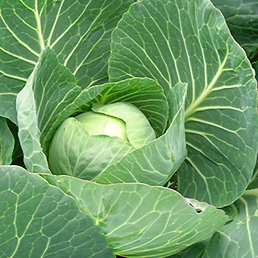 Close-up of cabbage