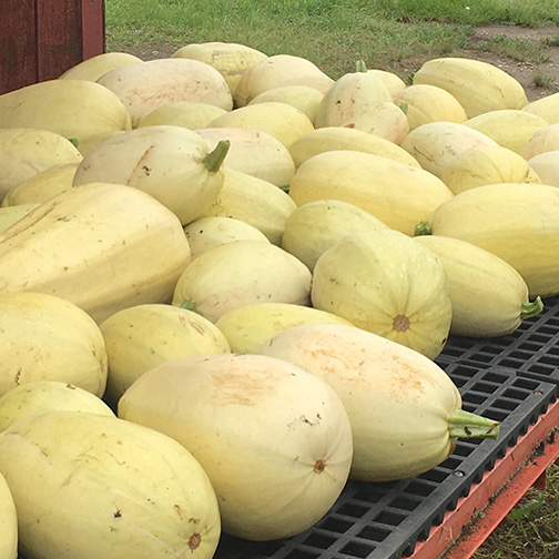 Bunch of yellow squash