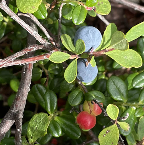 Berries growing on plant