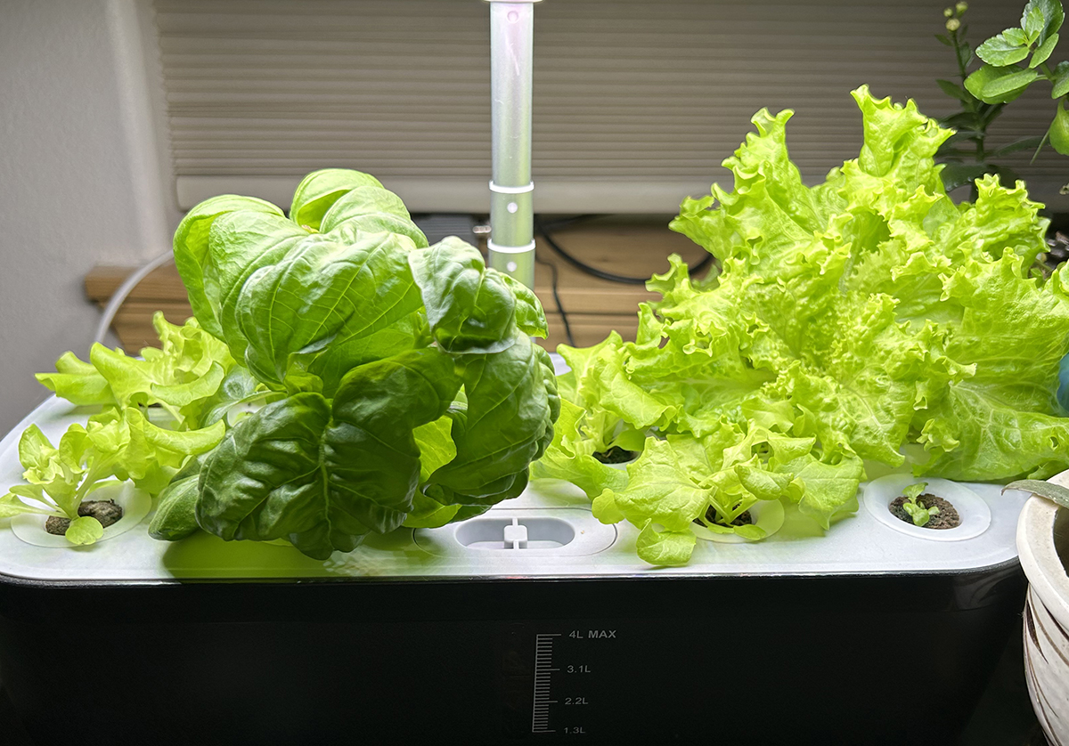 Green plants grow indoors under artificial light.