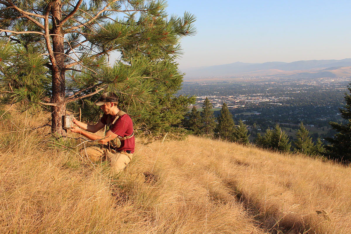 Postdoctoral researcher Chris Hansen installs a trail camera in the high country above Missoula