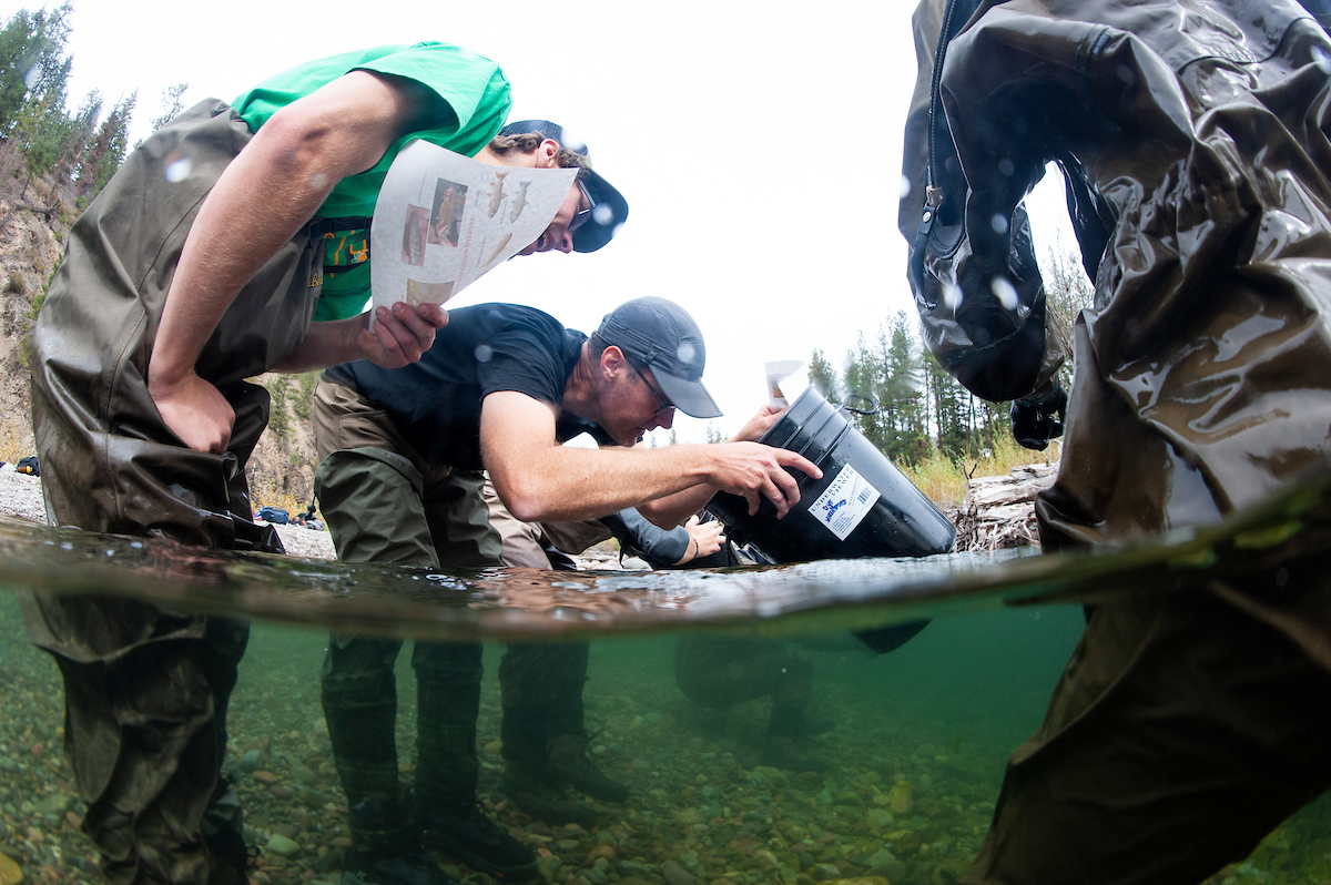 UM students and researchers conduct work on Rattlesnake Creek