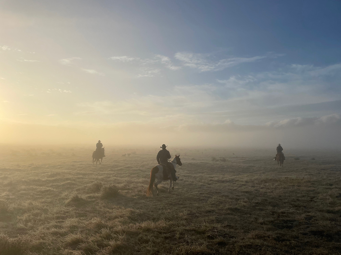 Cowboys herd cattle on a misty morning.