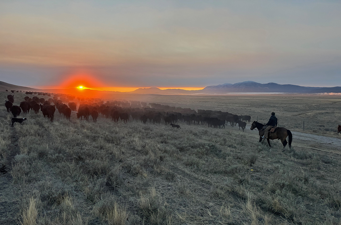 A sunrise following cattle on horseback.