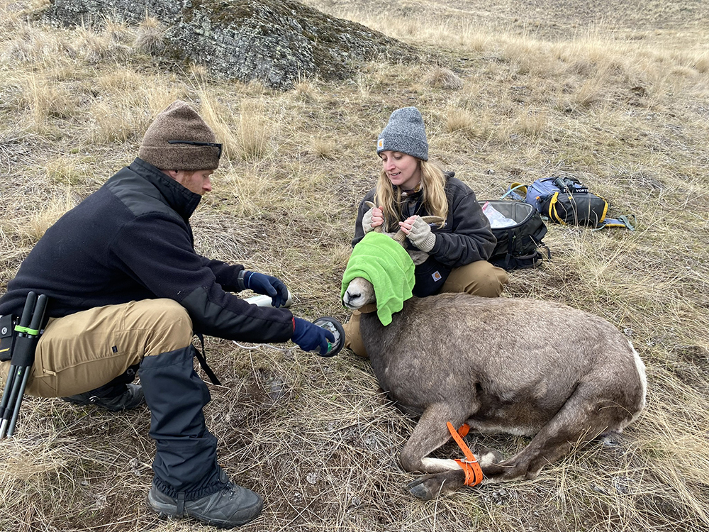 Two researchers blindfold a sheep.