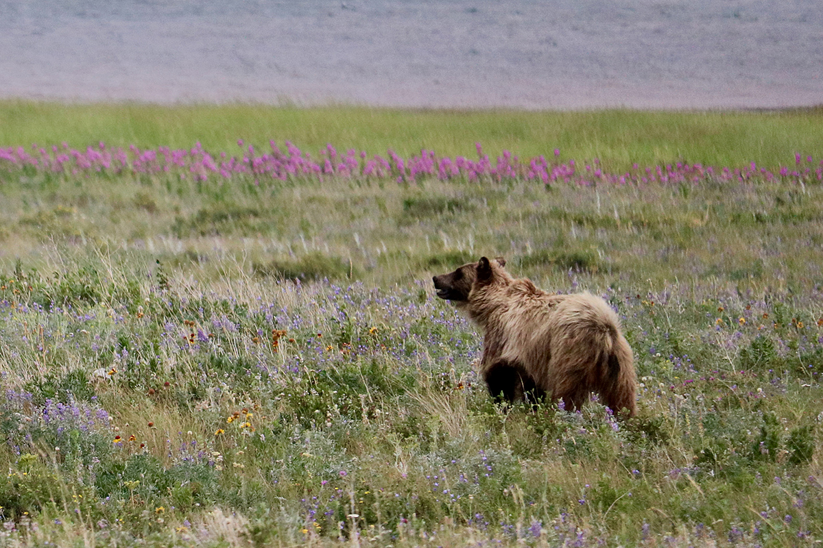 A young grizzly frolics near a lake in Glacier National Park.