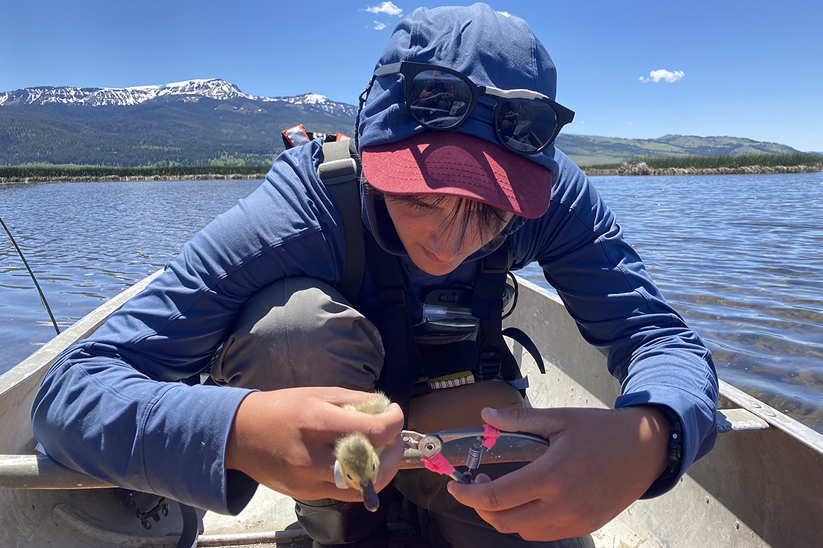 Liv Lundin attaches a tag to a young lesser scaup duck. 