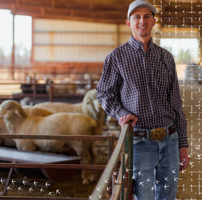 Male student standing in front of sheep