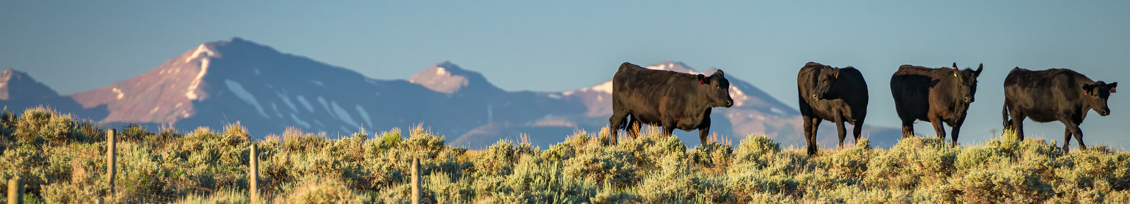  (Cattle in pastures, with the Uinta Mountains)