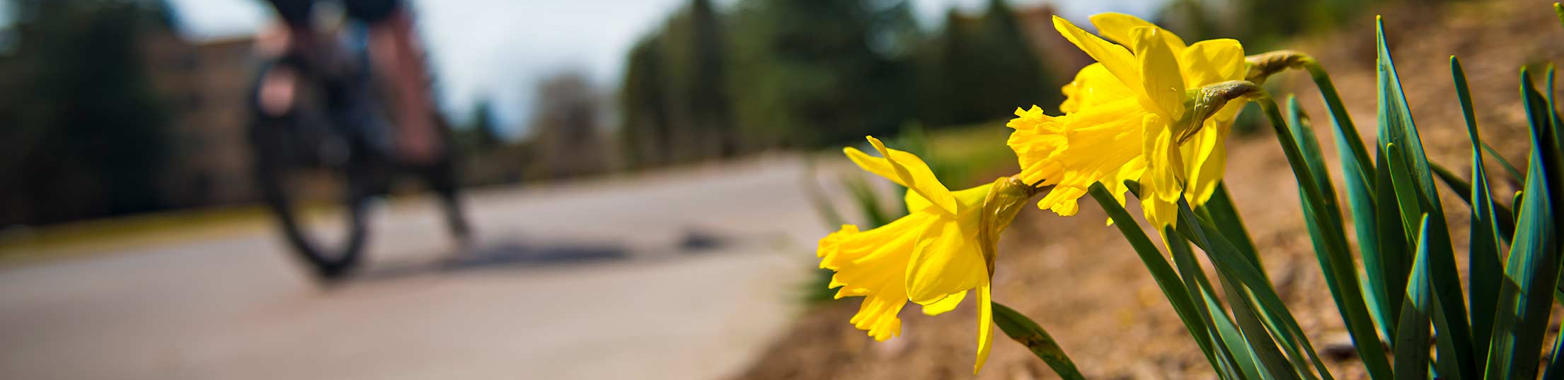 daffodills with a biker in the background