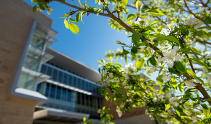 Trees and building in the sunshine