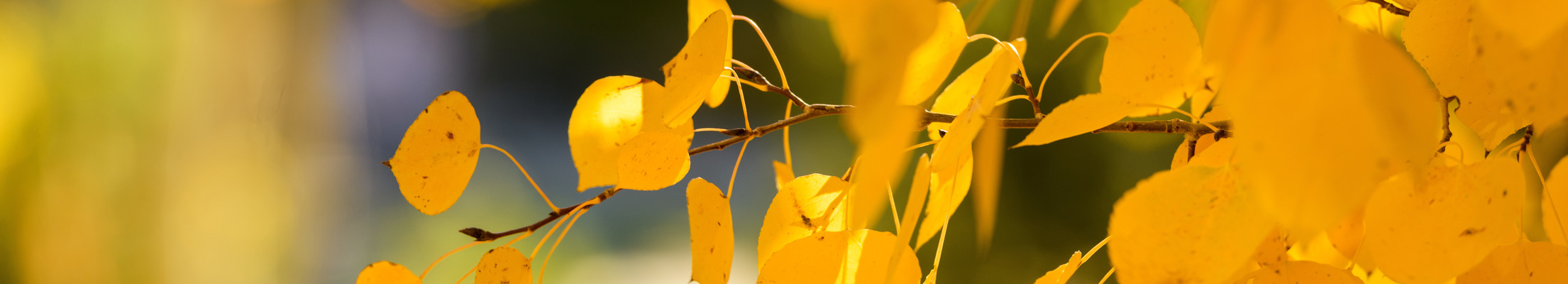 Aspen leaves in fall.  