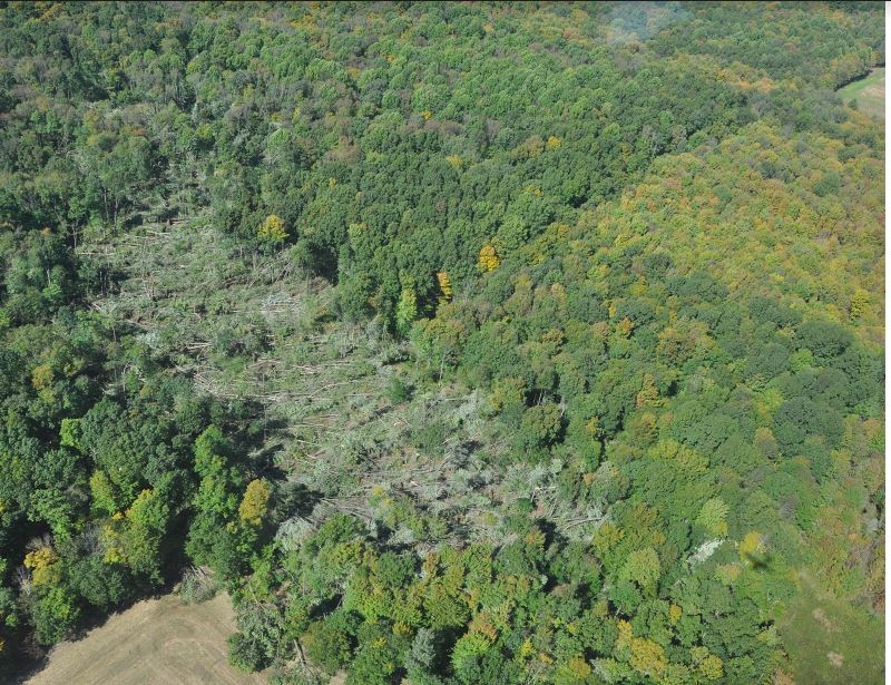 trees down by Richmond Twp tornado (Civil Air Patrol)