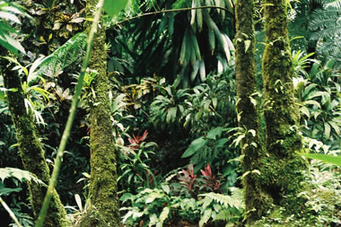 Rainforest vegetation on the Caribbean island of Dominica. <a href="/earth/rainforest.html&dev=">Tropical
  rainforests</a> are home to thousands of species of animals, plants, fungi and
  microbes. Scientists suspect that there are many species living in
  rainforests have not yet been found or described. Rainforests get their name
  because they receive a lot of rain - an average of 80 inches (203 cm) a year!<p><small><em>     NBII Digital Image Library - Randolph Femmer, photographer</em></small></p>