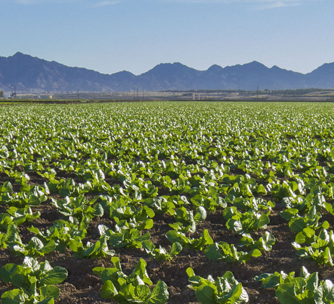 Lettuce Field